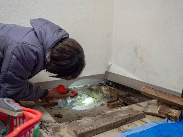 Best Mold Documentation for Insurance Claims  in Mora, MN