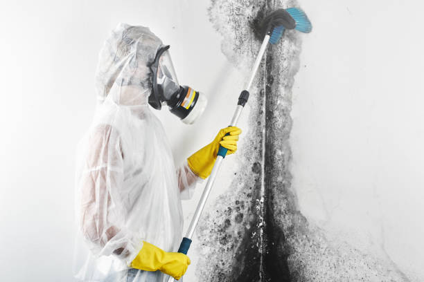 Best Mold Damage Restoration  in Mora, MN