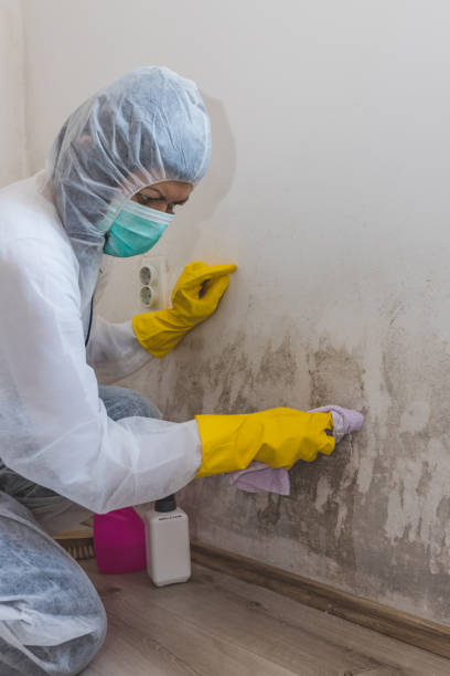 Best Mold Prevention Services  in Mora, MN